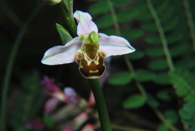 Da determinare: Ophrys apifera